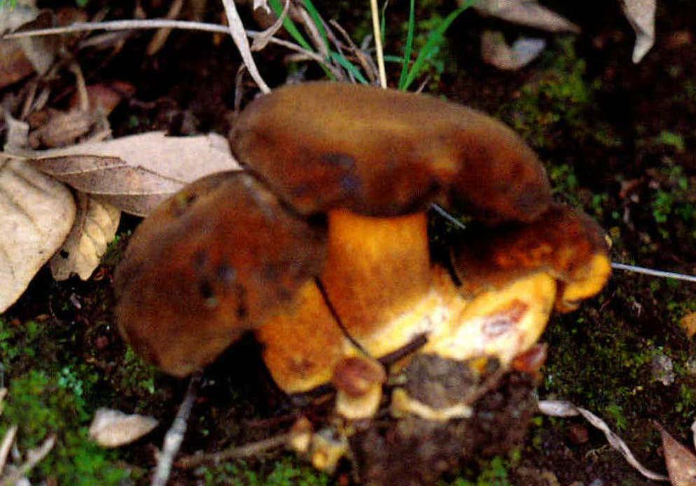 Boletus aereus Bull.:Fr.